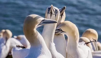 九游体育平台官网-体育文化展引入非遗项目丰富内容，体育类的非遗项目