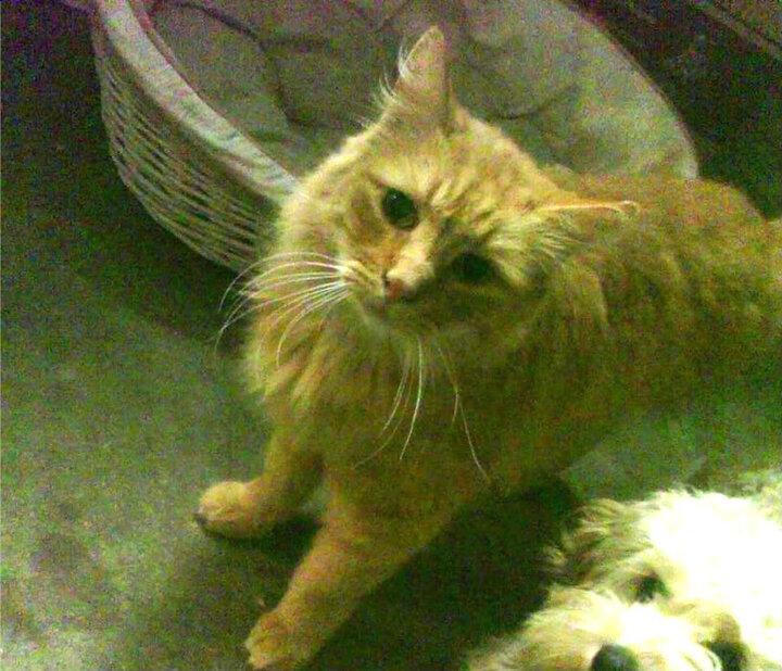 CBA球员合同管理为何不公开透明，cba签约合同