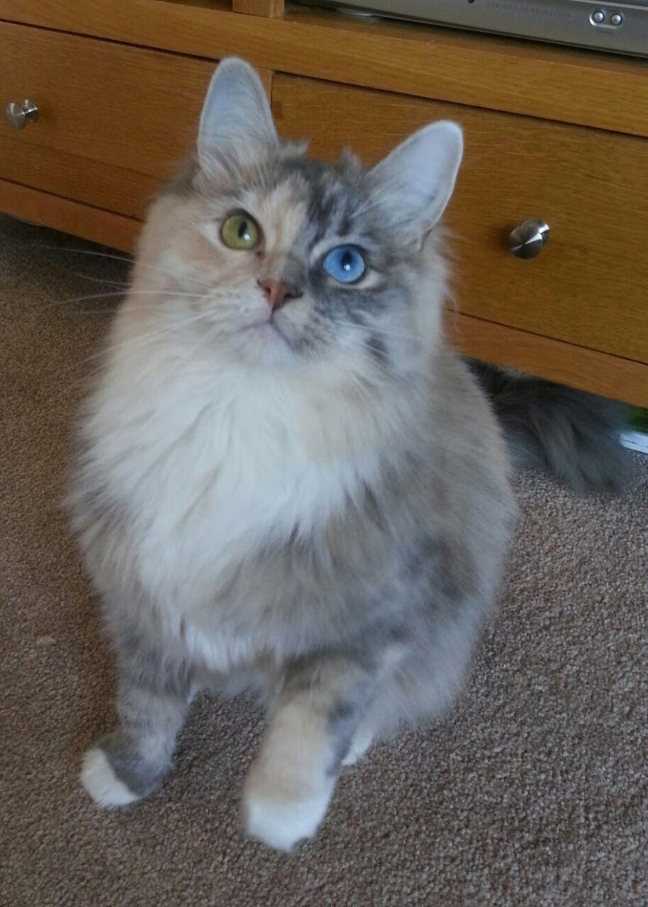 五大联赛球队是否过度依赖边锋创造机会，五大联赛球队球员