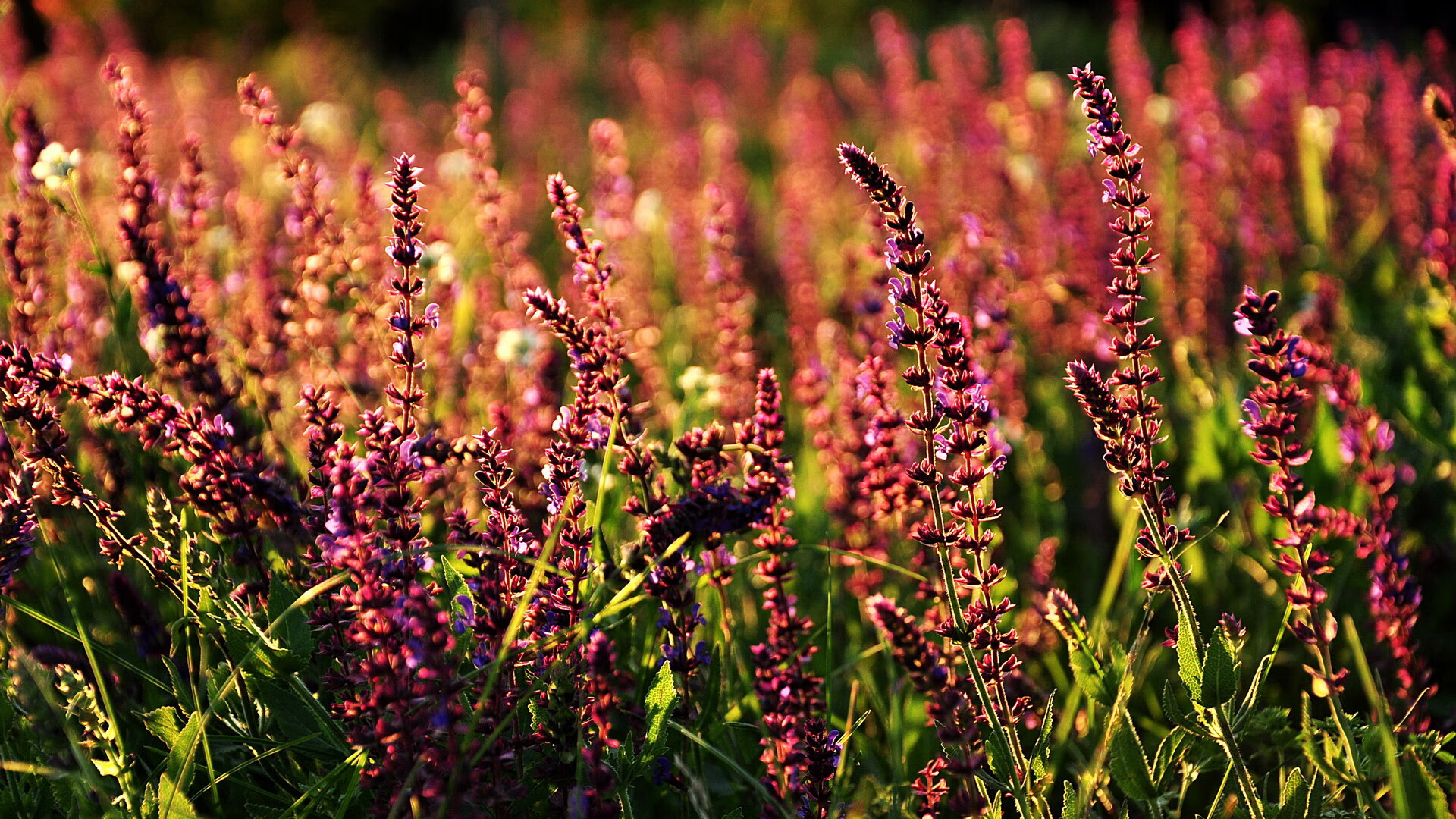 亚冠联赛国足战平 球员心理承受能力备受考验，亚冠中国足球