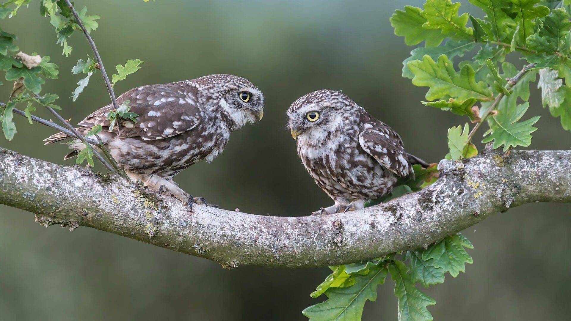 勒沃库森边路起球精准助攻能力增强，勒沃库森 边锋