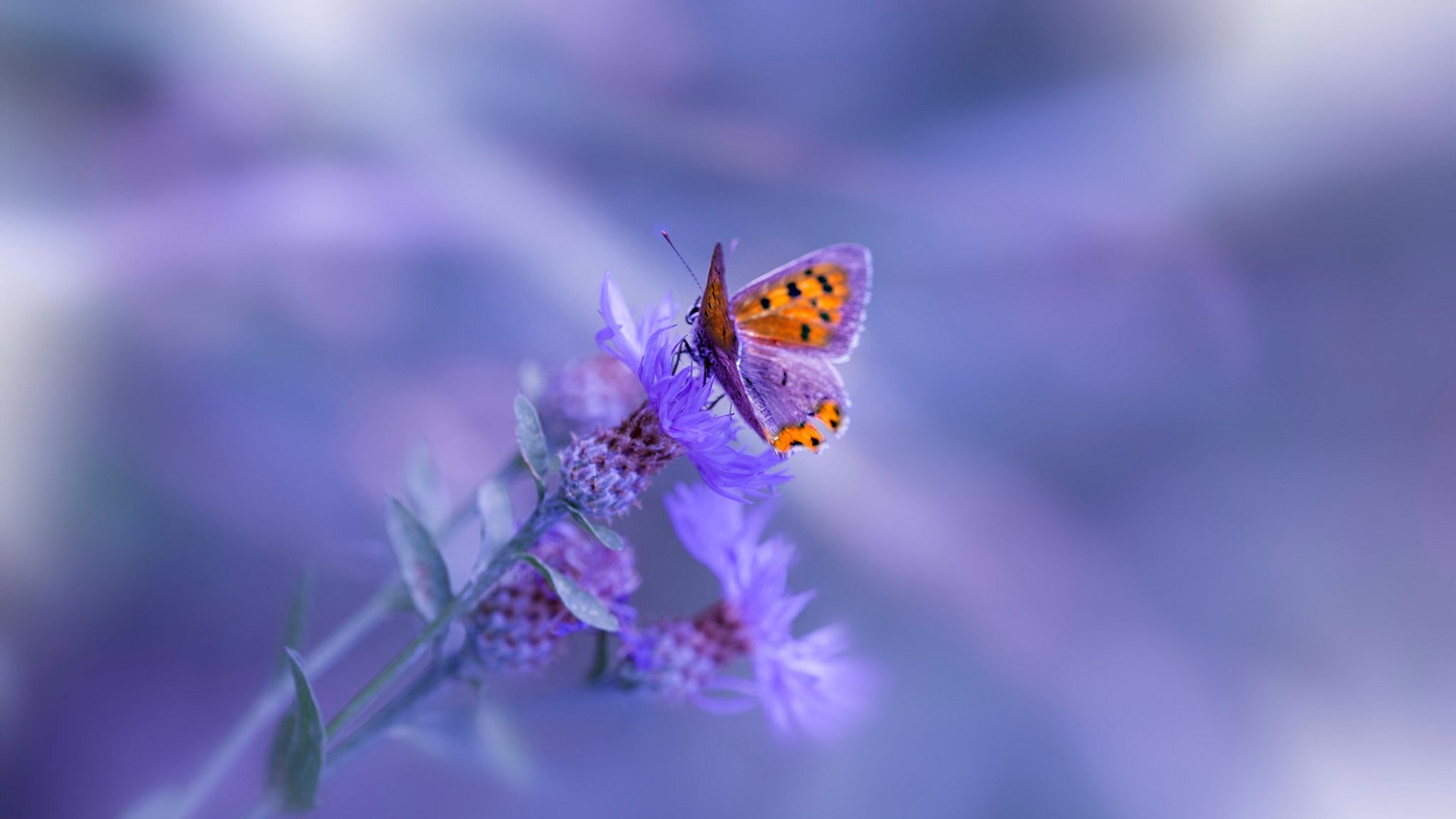 博洛尼亚三线紧凑构建防守屏障，博洛尼亚标准