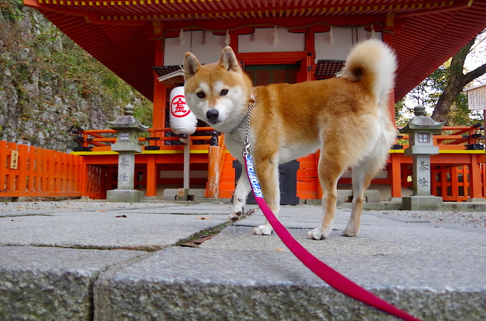 九游手游官网-教练组引入外籍专家优化体系结构，国家队外籍教练