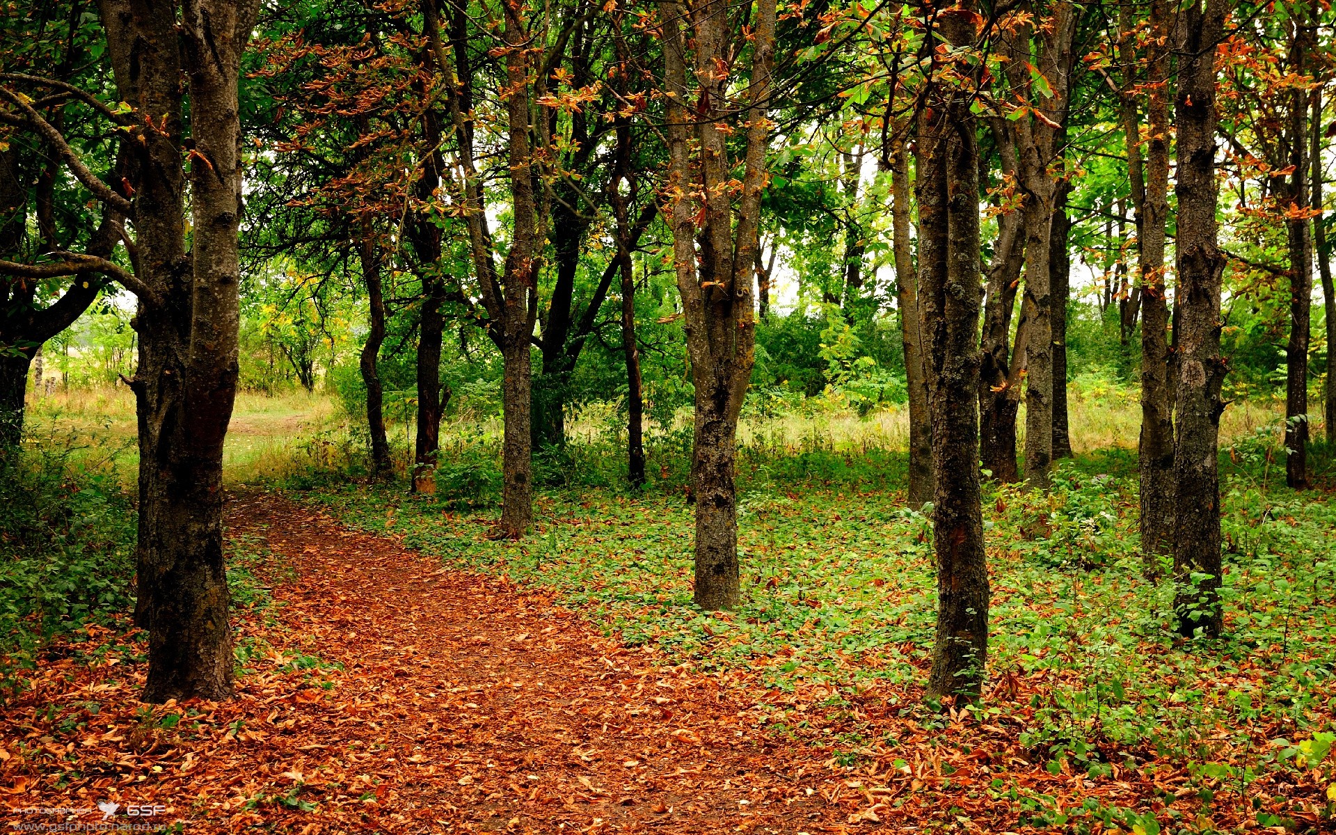 波兰队赛制解读：团体赛中的决策时刻如何迅速应对，波兰队员