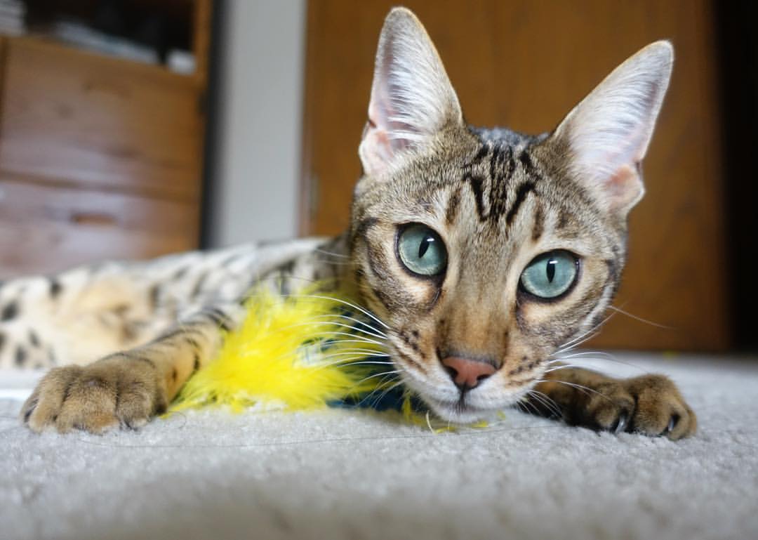 乌干达女篮在非洲锦标赛中持续冲击，抵达新高度，带你看非洲乌干达