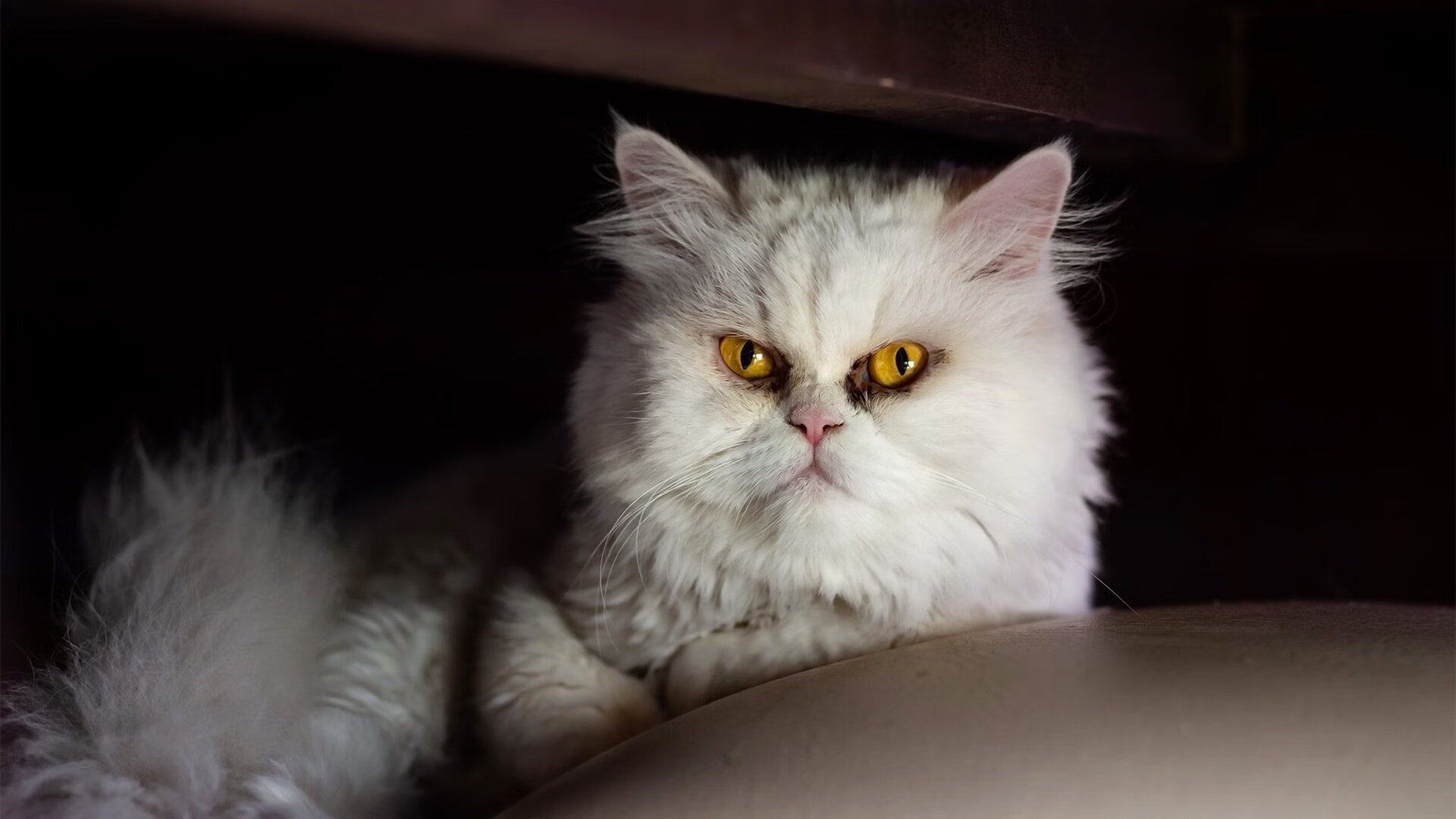 凯瑟琳·伯科夫技术动作细腻获好评,凯瑟琳韦伯