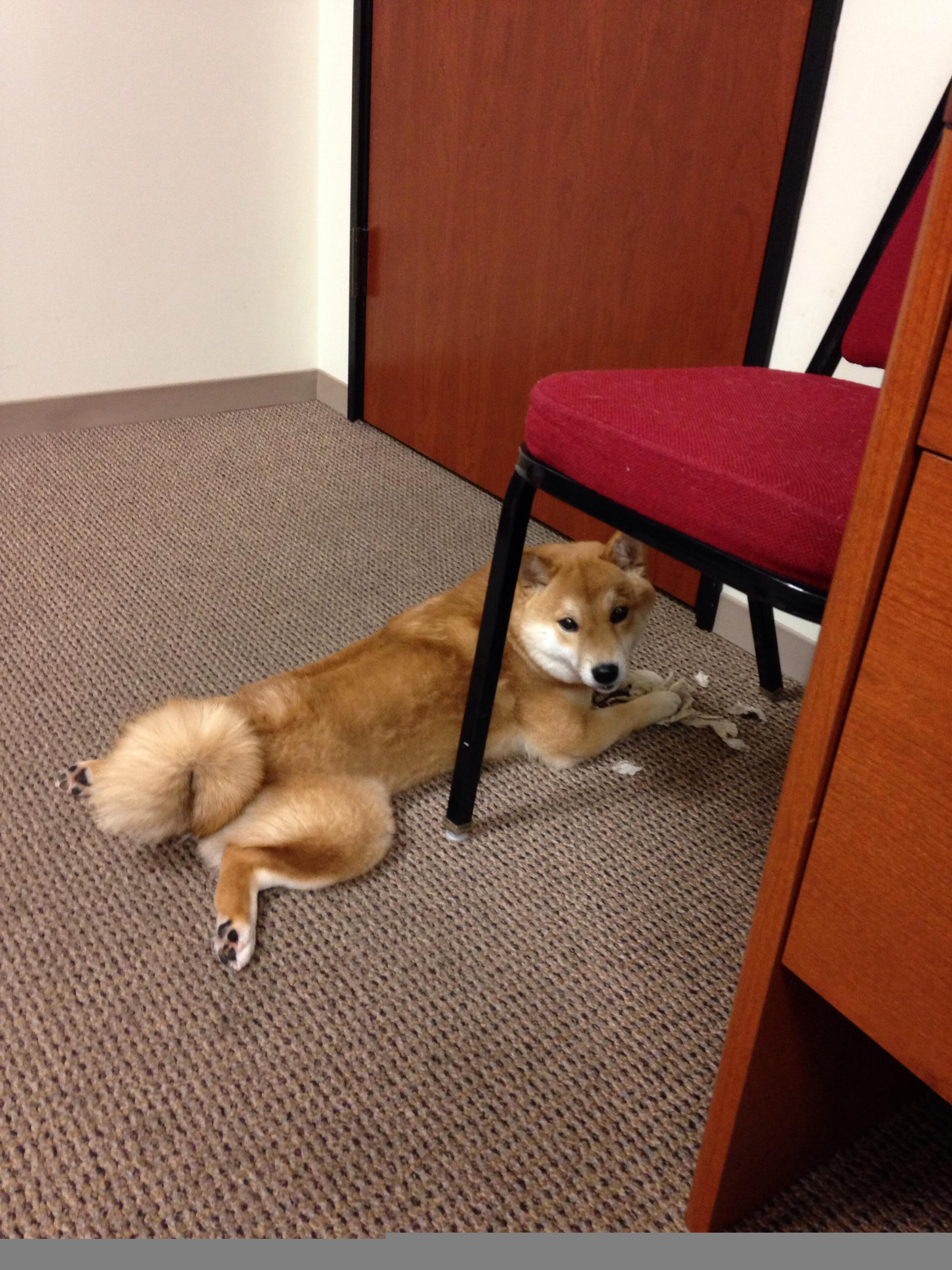 卢森堡男篮在欧洲预赛中战胜强敌，迈步国际赛场